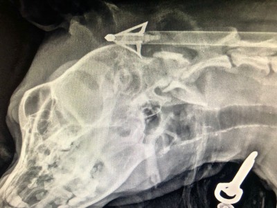 В Редкино ветеринары извлекли стрелу из собаки - новости ТИА