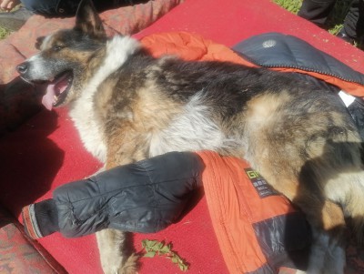 В Тверской области в канализации нашли собаку со связанными лапами  - новости ТИА