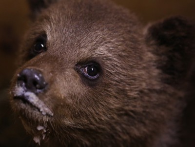В Тверскую область к Пажетновым привезли найденного на помойке медвежонка - новости ТИА