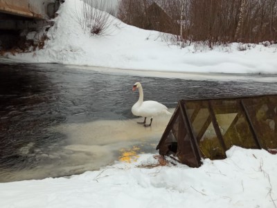 В Тверской области жители деревни пытаются спасти лебедя от лисы - новости ТИА