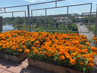 Во Ржеве жители воруют цветы с клумб - новости ТИА