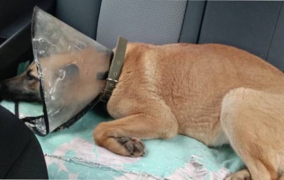 Зоозащитники ищут дом собаке, которую водитель специально сбил на АЗС  - новости ТИА