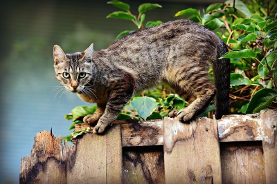 В Лихославле у домашней кошки выявили бешенство - новости ТИА