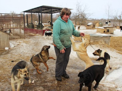 В Тверской области построят приют для бездомных животных - новости ТИА
