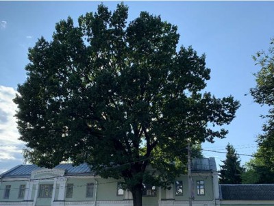 Дереву в центре Твери присвоили статус памятника природы - новости ТИА