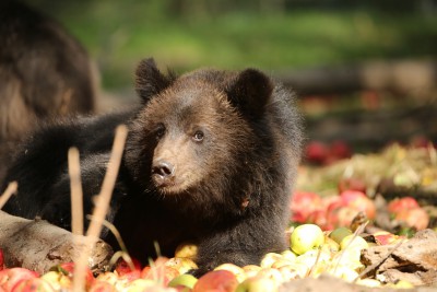 В Тверской области медвежата тоннами едят яблоки - новости ТИА