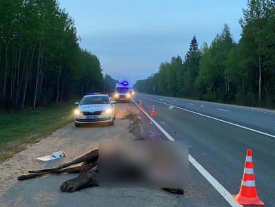 В Тверской области автомобиль сбил лося - новости ТИА
