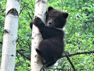 Тверские биологи следят за судьбой маленькой медведицы Пужи  - новости ТИА