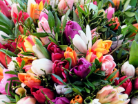 8 марта в Горсаду девушкам будут дарить цветы - новости ТИА