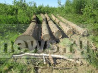 В Тверской области дерево задавило мужчину - новости ТИА