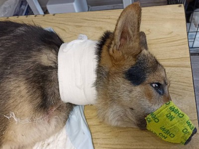 В Тверской области ветеринары сняли с собаки вросшую в шею цепь - новости ТИА