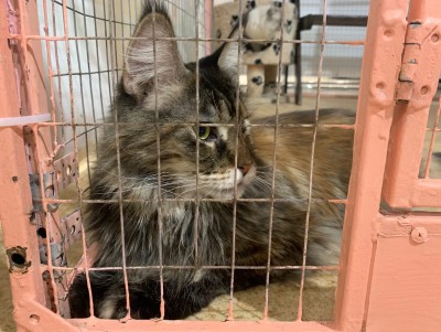 Сонные кошки, "левые" чеки: в Твери работает запрещённый контактный зоопарк - новости ТИА