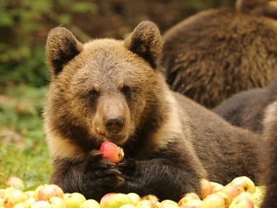 В Тверской области для медвежат-сирот привезли тонну яблок - новости ТИА
