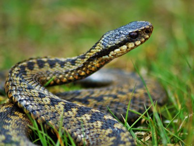 Медработник рассказала о встрече со змеёй и предупредила об опасности - новости ТИА