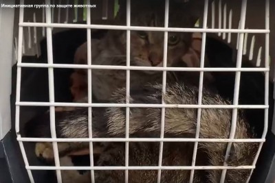 В Твери зооволонтёры спасли кота Пумбу с палкой во рту - новости ТИА