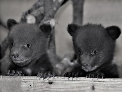 Спасённым медвежатам-тройняшкам из Карелии дали имена  - новости ТИА