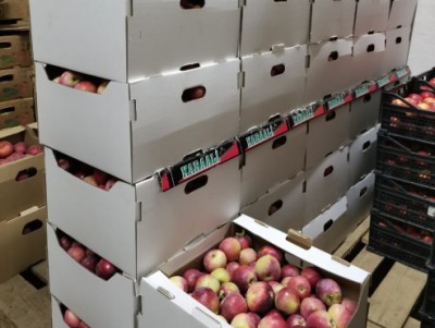 В Твери уничтожили 240 килограммов яблок  - новости ТИА