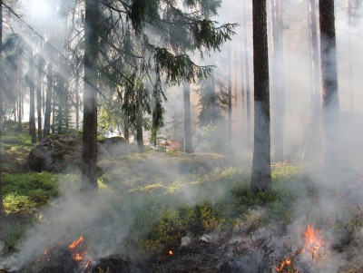 В Тверской области для тушения лесного пожара использовали спецпоезд  - новости ТИА