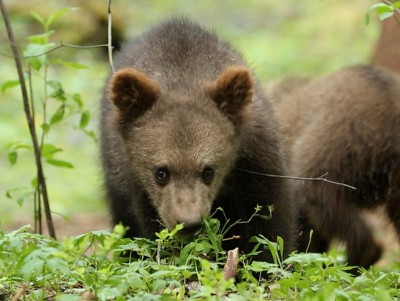 Центр спасения медвежат опубликовал новые фото подопечных из "старшей группы" - новости ТИА