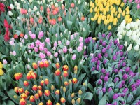 Как не обмануться при выборе цветов к 8 марта: какой букет простоит долго, а какой завянет за день, секреты свежести цветов - новости ТИА