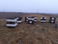 Под Тверью с пасеки украли 40 пчелиных ульев - новости ТИА