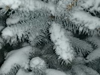 Тоска по снегу: жители Твери и области постят фото предновогоднего снежка - новости ТИА