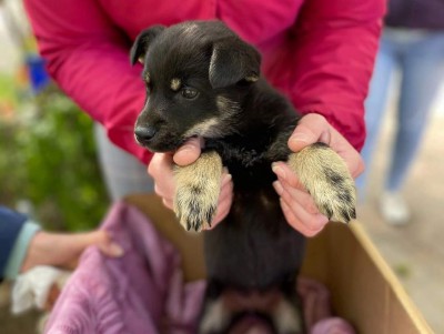 Зоозащитникам на "Площади добра" в Твери подбросили щенка - новости ТИА