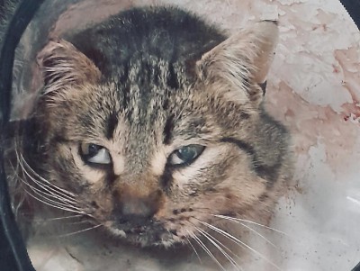 Сбитого кота Андрея подобрали и спасают в Твери - новости ТИА