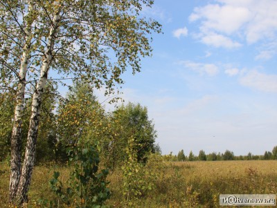 Леса в Тверской области увеличатся ещё на 2 тысячи гектаров - новости ТИА