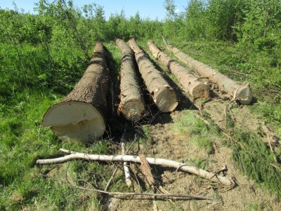 Жителя Тверской области осудили за незаконную вырубку пяти деревьев - новости ТИА