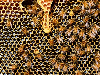 В Тверской области жители жалуются на соседских кусачих пчёл - новости ТИА