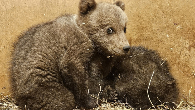 В тверской Центр приехали еще два медвежонка-сироты из Псковской области - новости ТИА