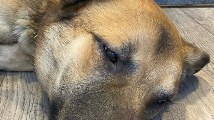В Тверской области у домашней собаки обнаружен лептоспироз - новости ТИА