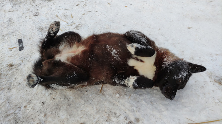 Зооволонтёры призывают помочь бездомным животным пережить морозы - новости ТИА