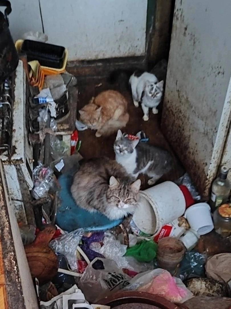 В Твери после смерти хозяина осталось более десятка кошек в ужасной  квартире - ТИА