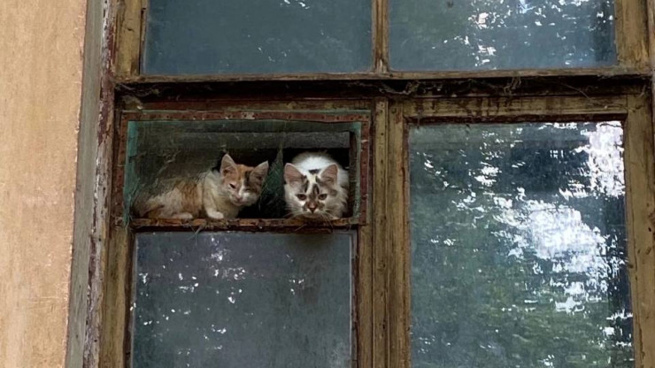 В Твери после смерти хозяина осталось более десятка кошек в ужасной квартире - новости ТИА