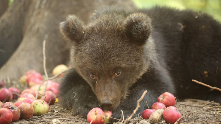 Центр спасения медвежат-сирот номинирован на премию "Мой ласковый и нужный зверь" - новости ТИА