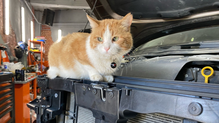 В Твери кот работает автомехаником - новости ТИА