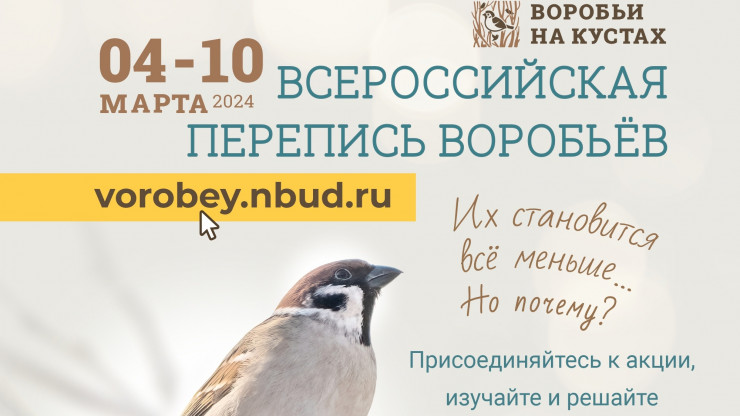 Жителей Твери и области приглашают посчитать воробьёв - новости ТИА