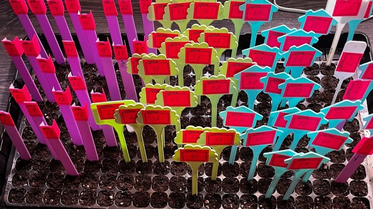 Пора сажать рассаду: опытная тверская дачница напомнила о сроках и поделилась секретами - новости ТИА