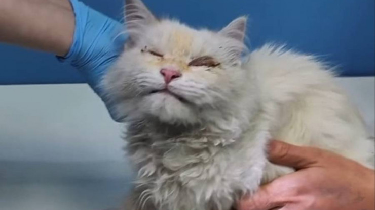 У спасённого на трассе М-10 слепого котёнка появился шанс - новости ТИА