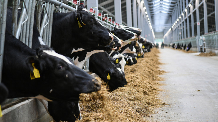 В 2024 году в Тверской области увеличилось производство молока и мяса - новости ТИА