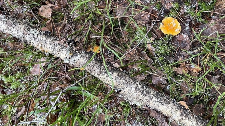 Биолог рассказал о рисках весеннего сбора грибов - новости ТИА