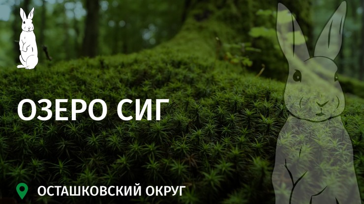 Заповедное Верхневолжье: Озеро Сиг – кристальные воды с живыми индикаторами чистоты - новости ТИА