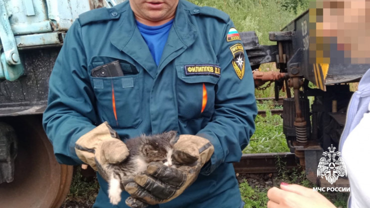 В Тверской области пожарные спасли застрявшего между вагонами котёнка - новости ТИА