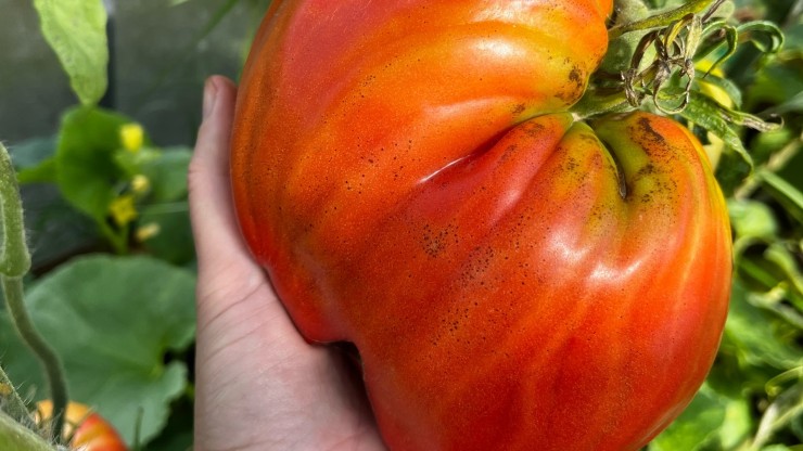 Тверичанка вырастила на огороде богатый урожай огромных помидоров - новости ТИА