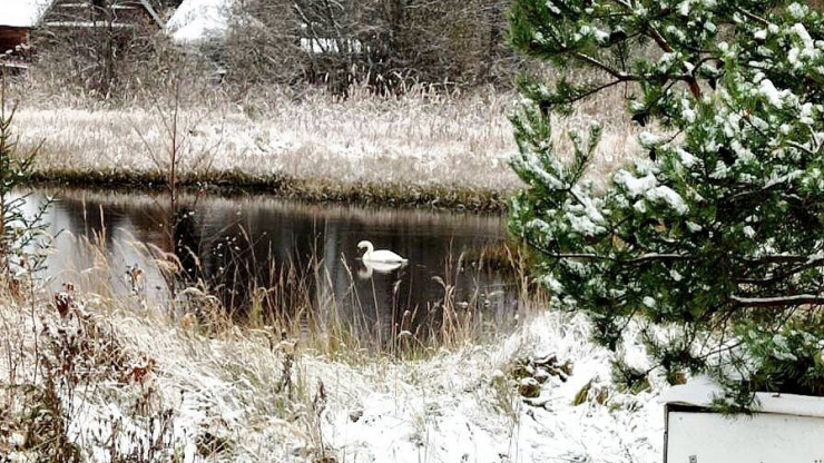 В городе Нелидово на реке обитает одинокий лебедь - новости ТИА