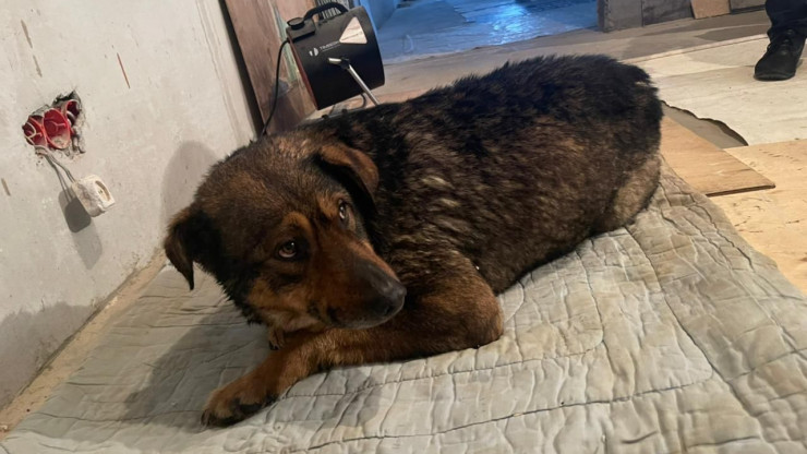 Спасённый из проруби пёс в Кимрах ждёт своего хозяина - новости ТИА