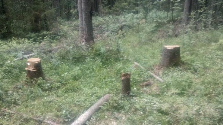 В Тверской области почти в 4 раза уменьшились объемы незаконно вырубленных лесов - новости ТИА