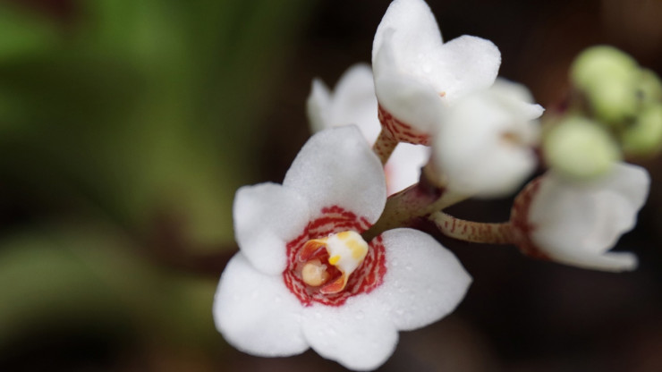 В тверском Ботаническом саду расцвела Большая каменная орхидея - новости ТИА